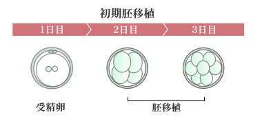 初期胚移植