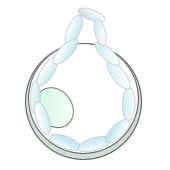 正常に孵化した状態