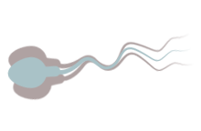 ヒアルロン酸に結合していない精子（全体的に動いている）